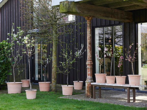 Tuinplanten van de maand maart: Bloesembomen: Appelboom, perzikboom, perenboom en pruimenboom. (Foto Mooiwatplantendoen.nl  op DroomHome.nl)