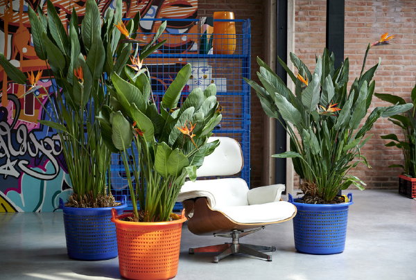 Woonplant van de maand september Strelitzia met verzorging tips (Foto mooiwatplentendoen.nl  op DroomHome.nl)