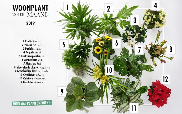 Woonplant van de Maand 2019 Overzicht – Interieur & Kamerplanten Trends 2019 (Foto Mooiwatplantendoen.nl  op DroomHome.nl)