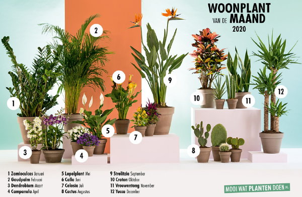 Wat is de kamerplant en woonplant van de maand 2020? (Foto Mooiwatplantendoen.nl  op DroomHome.nl)