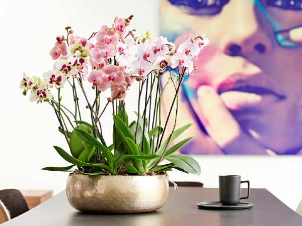 Woonplant van de maand september: Vlinderorchidee (Phalaenopsis) met verzorgingstips (Foto Mooiwatplantendoen.nl  op DroomHome.nl)