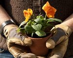 Wonen & Interieur Cursussen & Opleidingen - Leukste Cursus Tuinieren (Foto Bloemen Bureau Holland 