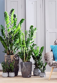 Kamerplant & Woonplant Zamioculcas, Stoere & Sterke Plant - Zamioculcas Planten Verzorging Tips (Foto BBH  op DroomHome.nl)