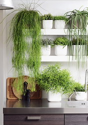 PLanten Trends - Rhipsalis & Plantenverzorging ips (Foto Bloemenbureau Holland  op DroomHome.nl)