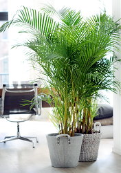 Woonplant van de Maand: Areca, ook wel Goudpalm & Vederpalm Verzorging Tips (Foto Bloemenbureau Holland  op DroomHome.nl)