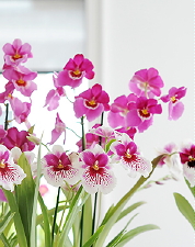 Woonplant van de Maand: Plant Miltonia - Verzorging Tips Miltonia (Foto BBH  op DroomHome.nl))