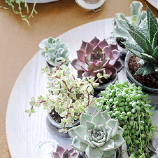 Woonplant van de Maand: Vetplant Succulent - Succulent Plantenverzorging Tips (Foto Succulent BBH  op DroomHome.nl)  