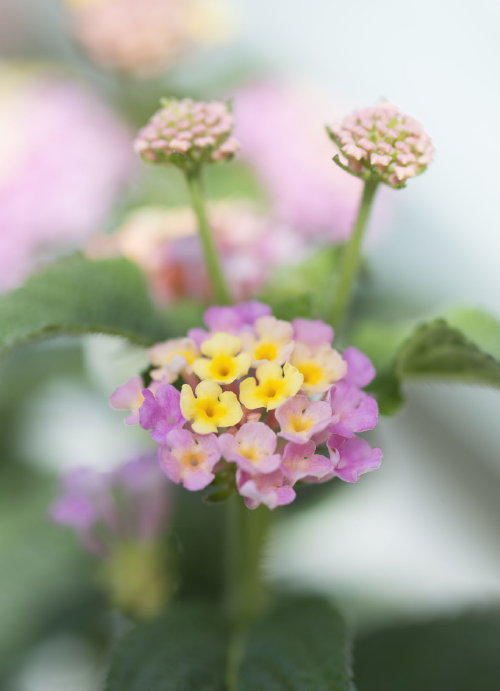 Balkon - & Terrasplant van het Jaar 2014:  Terrasplant 2014 is de Lantana Plant. Lantana Tweekleurig: Van Geel tot Roze, perfecte Kuipplant. MEER Balkonplanten & Terrasplanten … (Foto Lantana Terrasplant – MooiWatplantenDoen.nl  op DroomHome.nl)