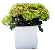 Kamerplant van de Maand Maart 2014: Hortensia, Woonplant Hydrangea & Plantenverzorging (Foto BBH  op DroomHome.nl)