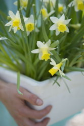 Lentebloeier van het Jaar 2014: Narcis Topolino! Voorjaar Plant: Bak vol met Narcissen als Kamerplant,  voor Buiten op Terras, Balkon & in de Tuin Plant MEER Planten … (Foto Narcis Topolino, MooiWatPlantenDoen.nl  op DroomHome.nl)