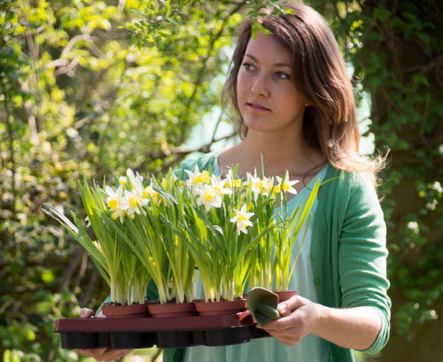 Lentebloeier van het Jaar 2014: Narcis Topolino! Voorjaar Plant: Potnarcis als Kamerplant of Buiten op Terras, Balkon & in de Tuin Plant MEER Planten … (Foto Narcis Topolino, MooiWatPlantenDoen.nl  op DroomHome.nl)