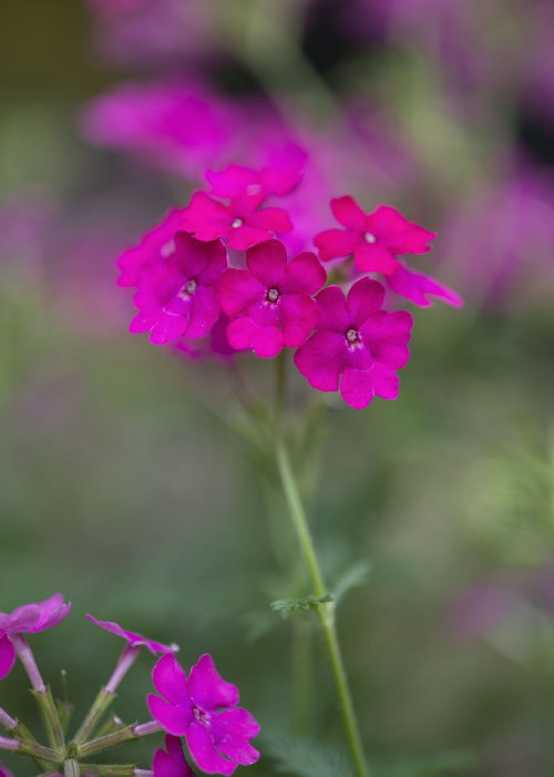 Balkon - & Terrasplant van het Jaar 2014:  Balkonplant 2014 is de Verbena Plant. Verbena Kleuren: Van Wit tot Brandweer Rood, perfect voor Hanging Basket. MEER Balkonplanten & Terrasplanten … (Foto Verbena Balkonplant – MooiWatplantenDoen.nl  op DroomHome.nl) 