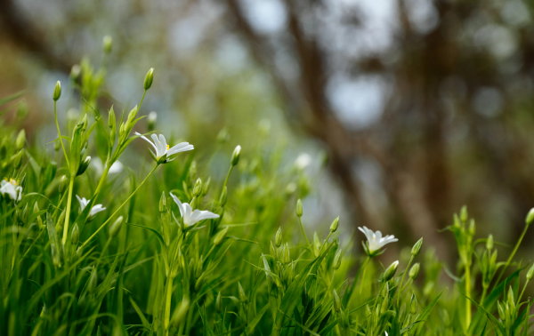 Tuintrends 2024: duurzaam tuinieren - groen gazon (Foto: Lukasz Szmigiel, Unsplash  op DroomHome.nl) 