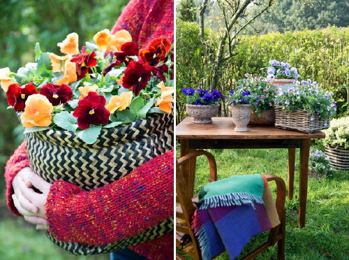 Happy Herfst met Terras & Balkon Planten! Kleurrijke Violen Vrolijken de Buitenkamer op in het Najaar! – MEER Terras & Balkon Planten (Foto MooiWatPlantenDoen.nl  op DroomHome.nl)