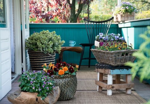 Happy Herfst met Terras & Balkon Planten! Kleurrijke Violen Vrolijken de Buitenkamer op! – MEER Terras & Balkon Planten (Foto MooiWatPlantenDoen.nl  op DroomHome.nl)