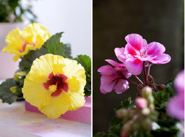 Balkonplant Geranium & Terrasplant Hibiscus van het Jaar 2016 MEER Planten... (Foto Mooiwatplantendoen.nl  op DroomHome.nl)