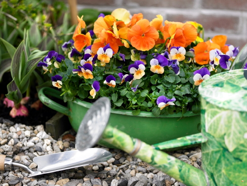 Balkonplanten & Terrasplanten: Hallo Lente! - Violen, Primula's en Bellis Planten voor op Balkon & Terras in het Voorjaar! (Foto: Mooiwatplantendoen.nl  op DroomHome.nl)