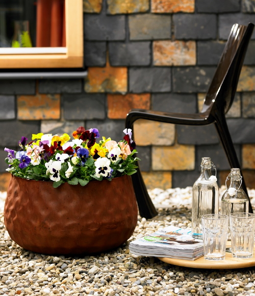 Balkonplanten & Terrasplanten: Hallo Lente! - Violen, Primula's en Bellis Planten voor op Balkon & Terras in het Voorjaar! (Foto: Mooiwatplantendoen.nl  op DroomHome.nl)