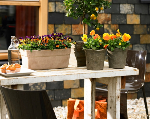 Balkonplanten & Terrasplanten: Hallo Lente! - Violen, Primula's en Bellis Planten voor op Balkon & Terras in het Voorjaar! (Foto: Mooiwatplantendoen.nl  op DroomHome.nl)