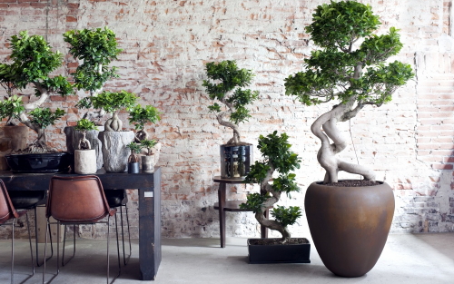 Ficus Ginseng - Woonplant van de Mand Juli - Ficus Plant Verzorging Tips - MEER Kamerplanten... (Foto Mooiwatplantendoen.nl  op DroomHome.nl)