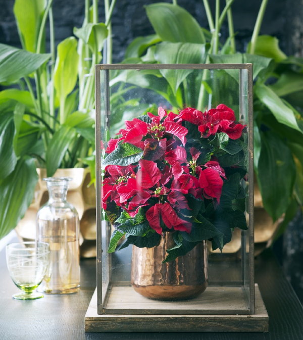 Kerstster Woonplant van de Maand November – Kerststerdag Informatie & Kerstster, Poinsettia Plant Interieur Tips. (Foto: Mooiwatplantendoen.nl  op DroomHome.nl)