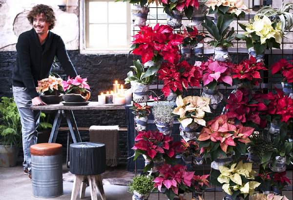 Kerstster Woonplant van de Maand November – Kerststerdag Informatie & Kerstster, Poinsettia Plant Verzorging Tips – MEER Woonplanten kalender... (Foto: Mooiwatplantendoen.nl  op DroomHome.nl)