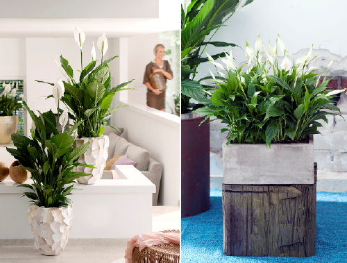 Lepelplant – Woonplant van de Maand Juni met Spathiphyllum Plant Verzorging Tips – MEER… Kamerplanten… (Foto Lepelplant, Mooiwatplantendoen.nl  op DroomHome.nl)