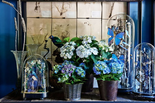 Planten & Interieur: Ontdek Hortensia! – Kamerhortensia in Verschillende Woonstijlen – Kamerplant Hortensia Woonideeën in Blauw, Roze & Wit Kleur (Foto Mooiwatplantendoen.nl, The Wunderkammer  op DroomHome.nl)