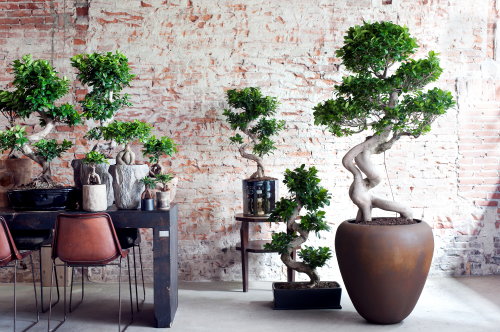 Planten & Interieur Trend: Eco Luxe – Luxe, Natuurlijke Materialen & Blader en Hang Planten Trend Woonstijl LEES MEER… (Foto Mooiwatplantendoen.nl Ficus Ginseng  op DroomHome.nl) 