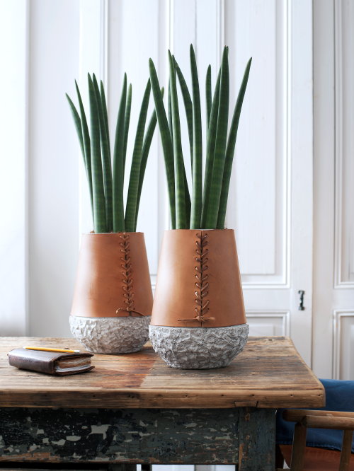 Planten & Interieur Trend: Eco Luxe – Luxe, Natuurlijke Materialen & Bladeren en Hang Planten Trend Woonstijl (Foto Mooiwatplantendoen.nl Sanseveria  op DroomHome.nl) 