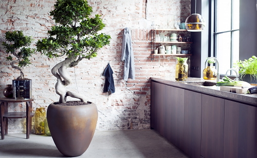 Planten Trends Grote Planten, Hippe Kamerplanten in het Interieur, Slaapkamer Planten & Badkamer en Keuken Kamerplanten Ideeën & Plantenverzorging in Plantenbakken - Balkon & Terrasplanten - Woonplant van de Maand LEES MEER... (Foto Bloemenbureau Holland  op DroomHome.nl)