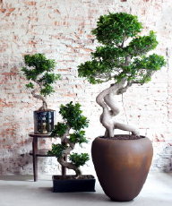 Planten & Interieur Trends: Unexpected Wild, Eco Luxe & Happy Life LEES MEER… (Foto Mooiwatplantendoen.nl Ficus Ginseng  op DroomHome.nl) 