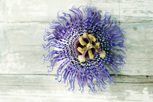 Terrasplant van het Jaar 2015: Passiebloem! - Passiflora Plant is een Klimplant met Bloemen & Passiebloem Verzorging Tips. (Foto Passiebloem, Mooiwatplantendoen.nl  op DroomHome.nl)