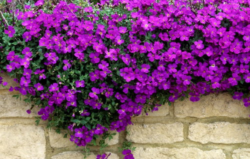 Tuinplant van de Maand Maart: Aubrieta & Saxifrage! – Muurbloemen: Steengoed – Paarse Aubrieta als Bloeiende Hangplant over Muur. MEER Tuin… (Foto Mooiwatplantendoen.nl  op DroomHome.nl)