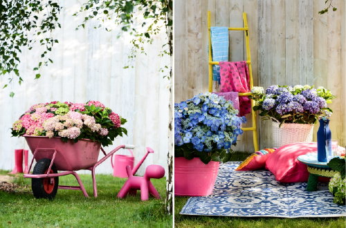 Hortensia in het Zonnetje! – Tuinplant van de Maand Juli, met Hortensia Verzorging Tips! – Hortensia Plant als Decoratie in Tuin Interieur: Kruiwagen met Design Puppy en Picknicken. (Foto Mooiwatplantendoen.nl  Gedekte Tafel  op DroomHome.nl)