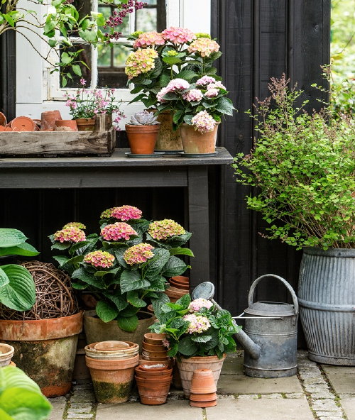 Tuinplanten Magical–Hortensia’s: Toveren met Tuinhortensia’s! – Hortensia Verzorging Tips – MEER Terras & Tuinplanten… (Foto: Magicalfourseasons.com  op DroomHome.nl)