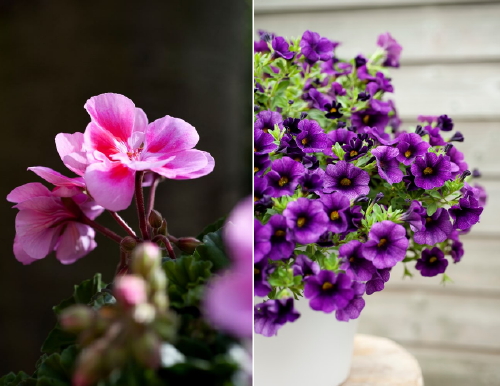 Balkon, Terras & Tuinplanten Trends: 15 Toppers voor de Tuin! (Foto Geranium & Calibrachoa Plant, Mooiwatplantendoen.nl  op DroomHome.nl)