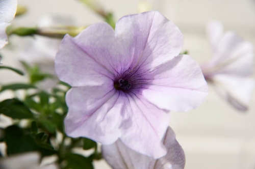 Balkon, Terras & Tuinplanten Trends: 15 Toppers voor de Tuin! - Meer Tuin, Balkon & Terrasplanten.... (Foto Petunia Plant, Mooiwatplantendoen.nl  op DroomHome.nl)