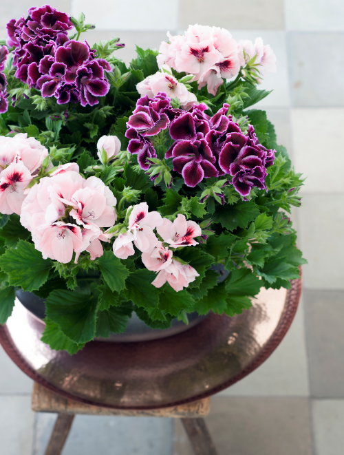 Woonplant van de maand Maart 2015: Franse Geranium! Franse Geranium verzorging Tips in Planten & Interieur Trend: Happy Life (Foto Mooiwatplantendoen.nl Franse Geranium  op DroomHome.nl) 