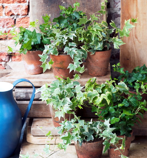 Woonplant van de maand April 2015: Klimop, Hedera! Hedera verzorging Tips in Planten & Interieur Trend: Unexpected Wild (Foto Mooiwatplantendoen.nl Hedera  op DroomHome.nl) 