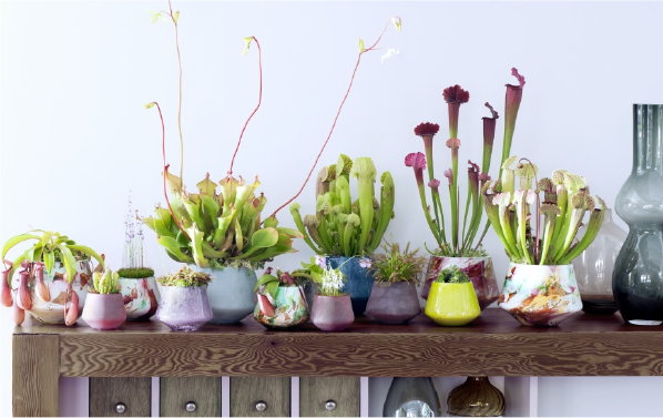 Vleesetende Planten: Woonplant van de Maand – Planten Passend in het Interieur met Vleesetende Planten Verzorging Tips. (Foto:Mooiwatplantendoen.nl  op DroomHome.nl)