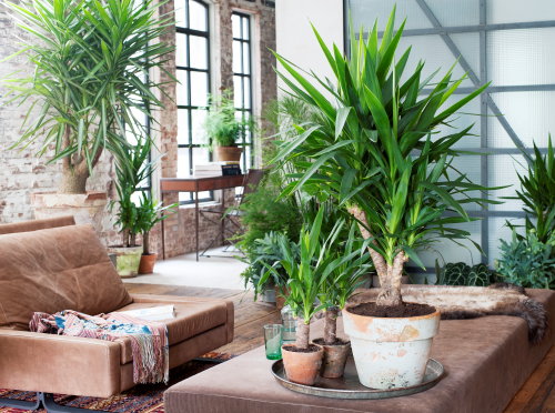 Planten & Interieur Trend: Unexpected Wild – Stoere, Natuurlijke Materialen & Groene Planten Trend Woonstijl LEES MEER… (Foto Mooiwatplantendoen.nl Yucca  op DroomHome.nl) 