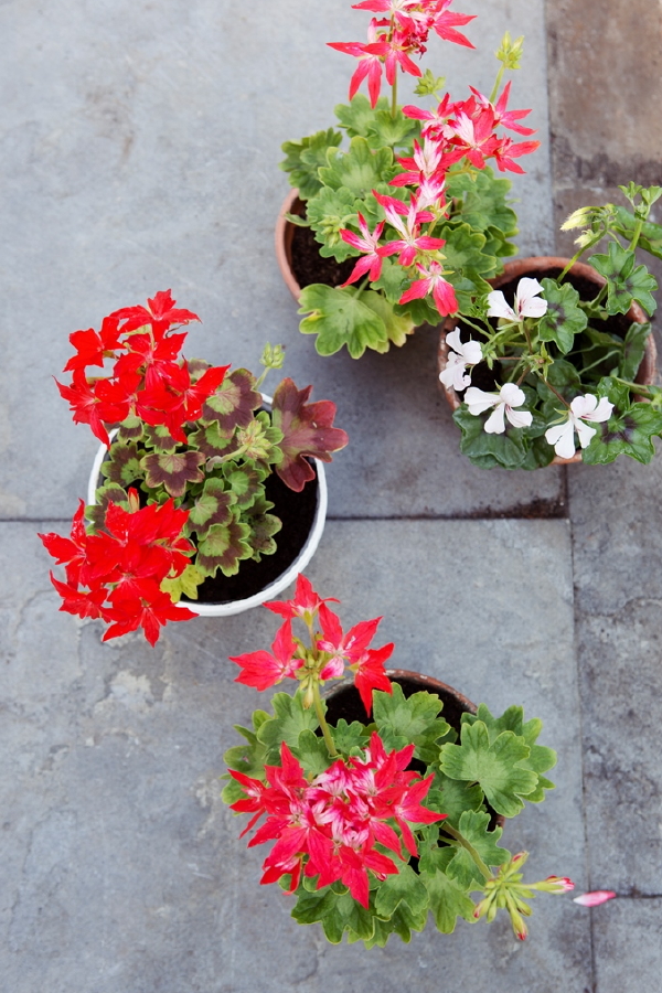 Balkonplant van het Jaar 2016: Geranium, Pelargonium Plant voor Balkon, Terras & Tuin. (Foto Mooiwatplantendoen.nl  op DroomHome.nl)