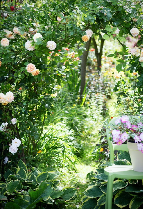 Roos – Tuinplant van de Maand Juni – Rozenstruiken Verzorging Tips. (Foto Mooiwatplantendoen.nl  op DroomHome.nl)