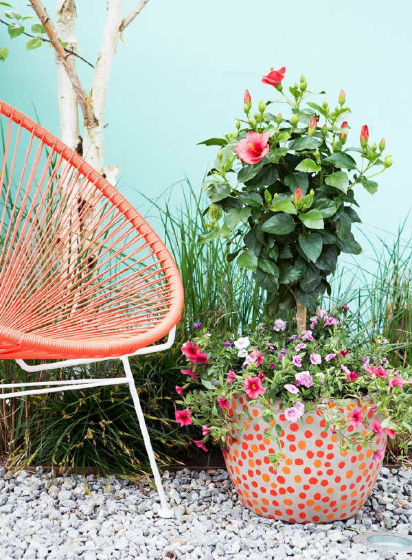 Terrasplant van het Jaar 2016: Hibiscus! – Met Hibiscus Plantverzorging Tips. (Foto Mooiwatplantendoen.nl  op DroomHome.nl)