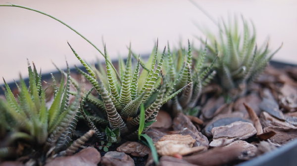 Tuinpotten bodembedekker boomschors (Foto: Vidal Balielo Jr., Pexels  op DroomHome.nl)