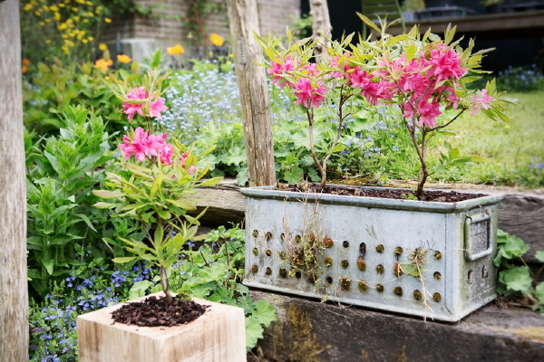 Azalea - Tuinplant van de Maand Maart met Azalea Plant Verzorging Tips - Meer Tuinplanten... (Foto Mooiwatplantendoen.nl  op DroomHome.nl)