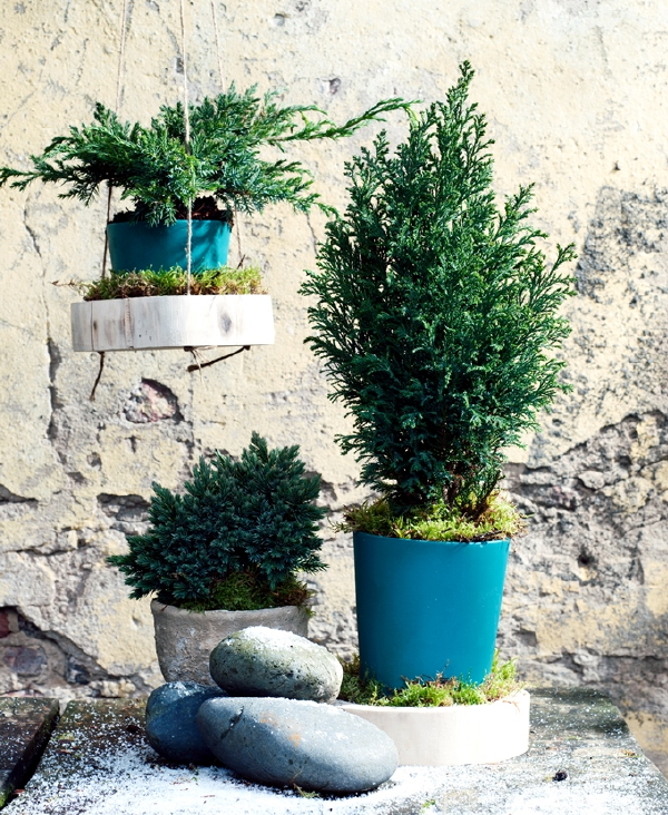 Tuinplant van de Maand Januari: Blauwe Coniferen - Sparren, Cipressen en Jeneverbessen Planten.  (Foto Mooiwatplantendoen.nl  op DroomHome.nl)