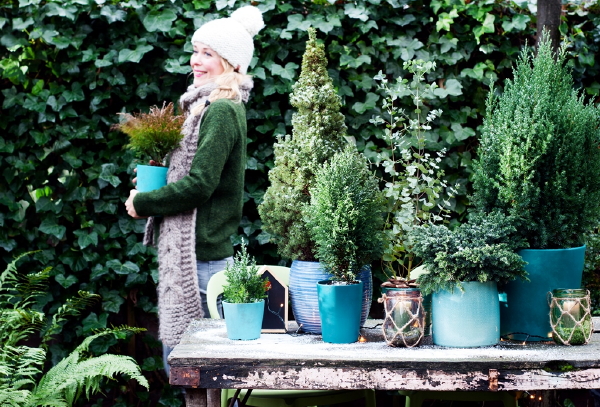 Tuinplant van de Maand Januari: Blauwe Coniferen - Sparren, Cipressen en Jeneverbessen Planten. - MEER Tuinplanten... (Foto Mooiwatplantendoen.nl  op DroomHome.nl)