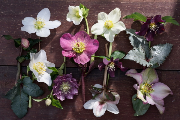 Tuinplant van de Maand December: Kerstroos, ook wel Helleborus met Roze en Witte Bloemen. (Foto Mooiwatplantendoen.nl  op DroomHome.nl)